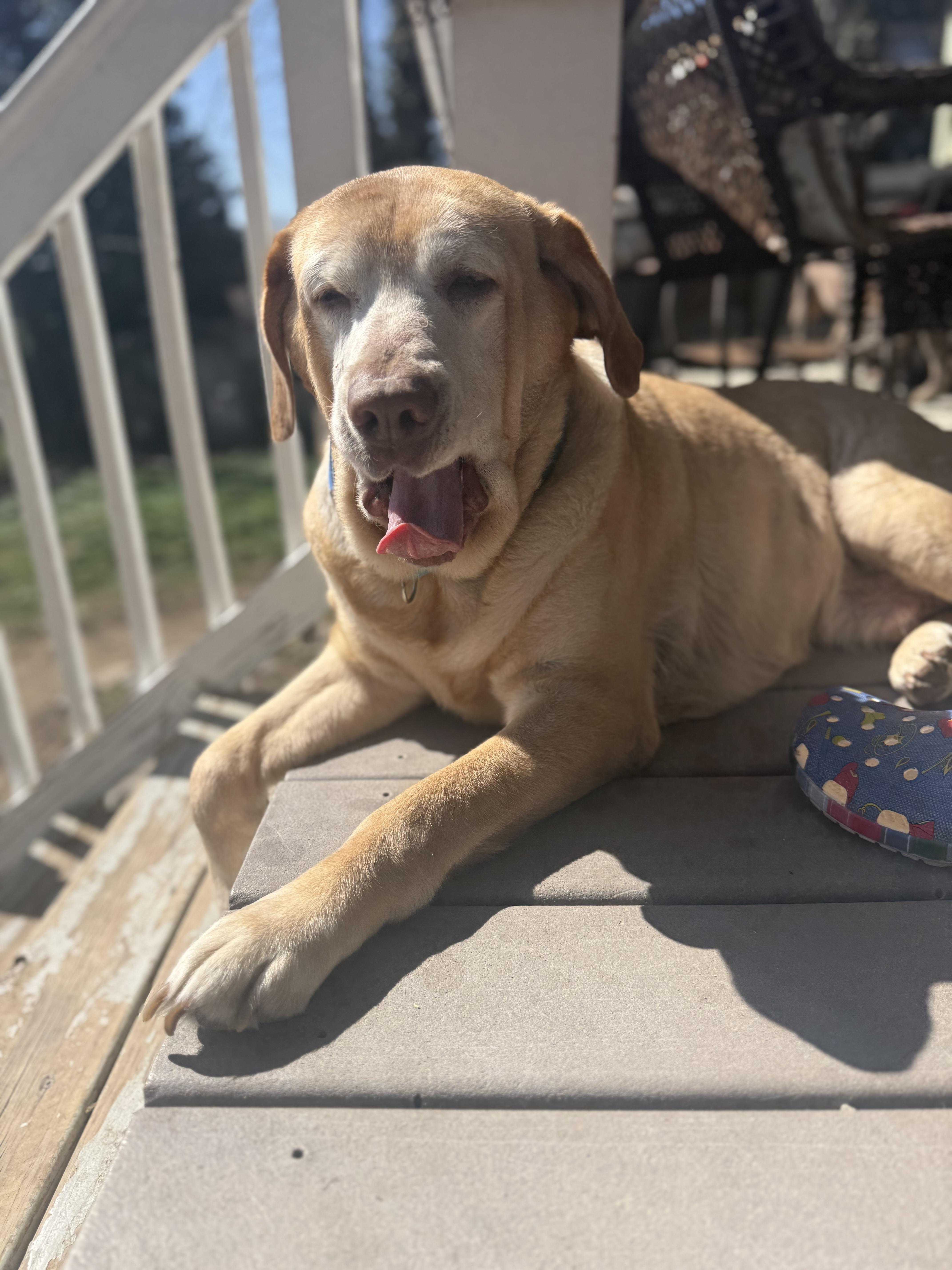 Lucky, ADOPTABLE, Senior Male Yellow Labrador Retriever.