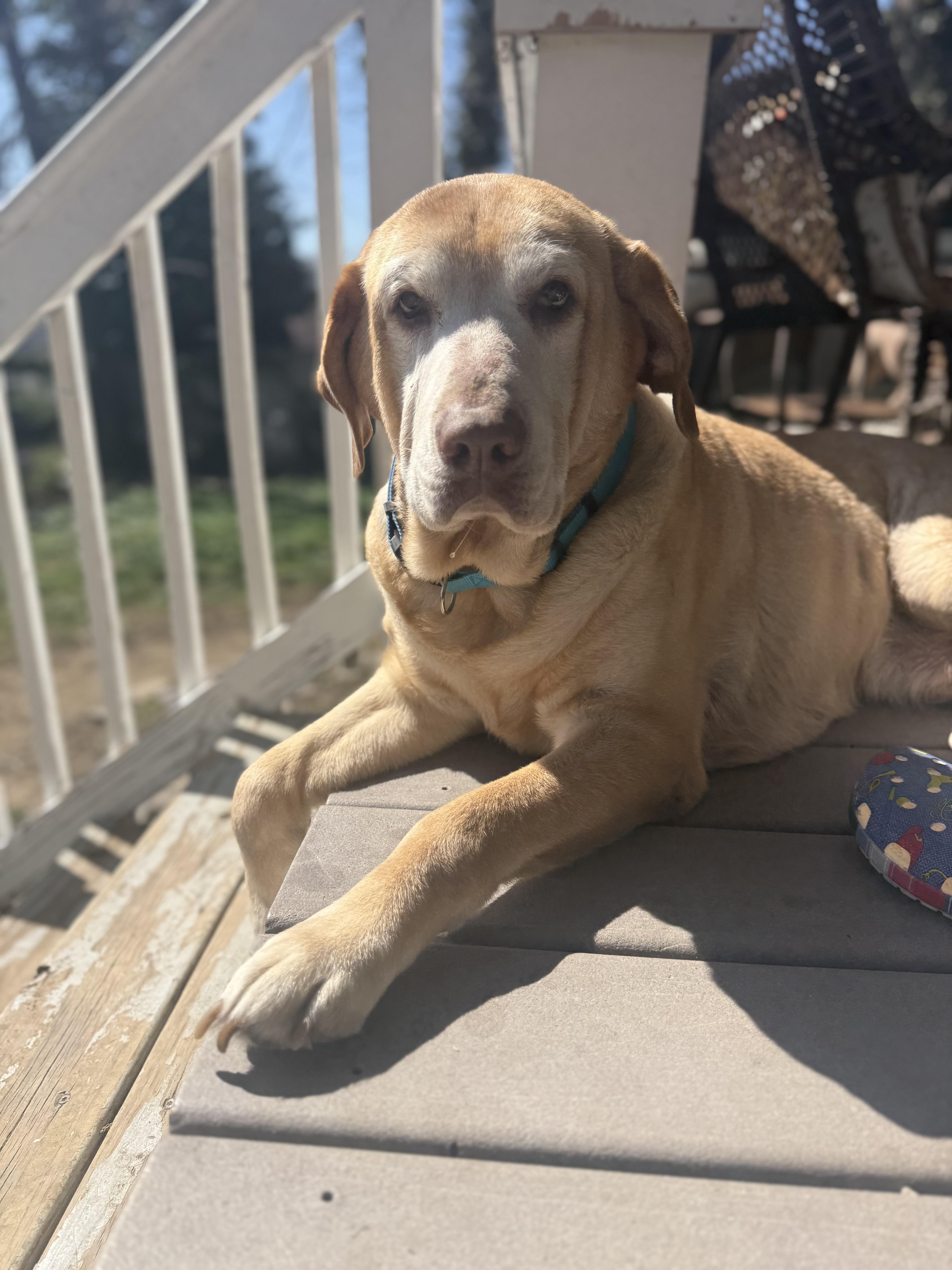 Enlarge Lucky, a ADOPTABLE Yellow Labrador Retriever in Halethorpe, MD image 4/5