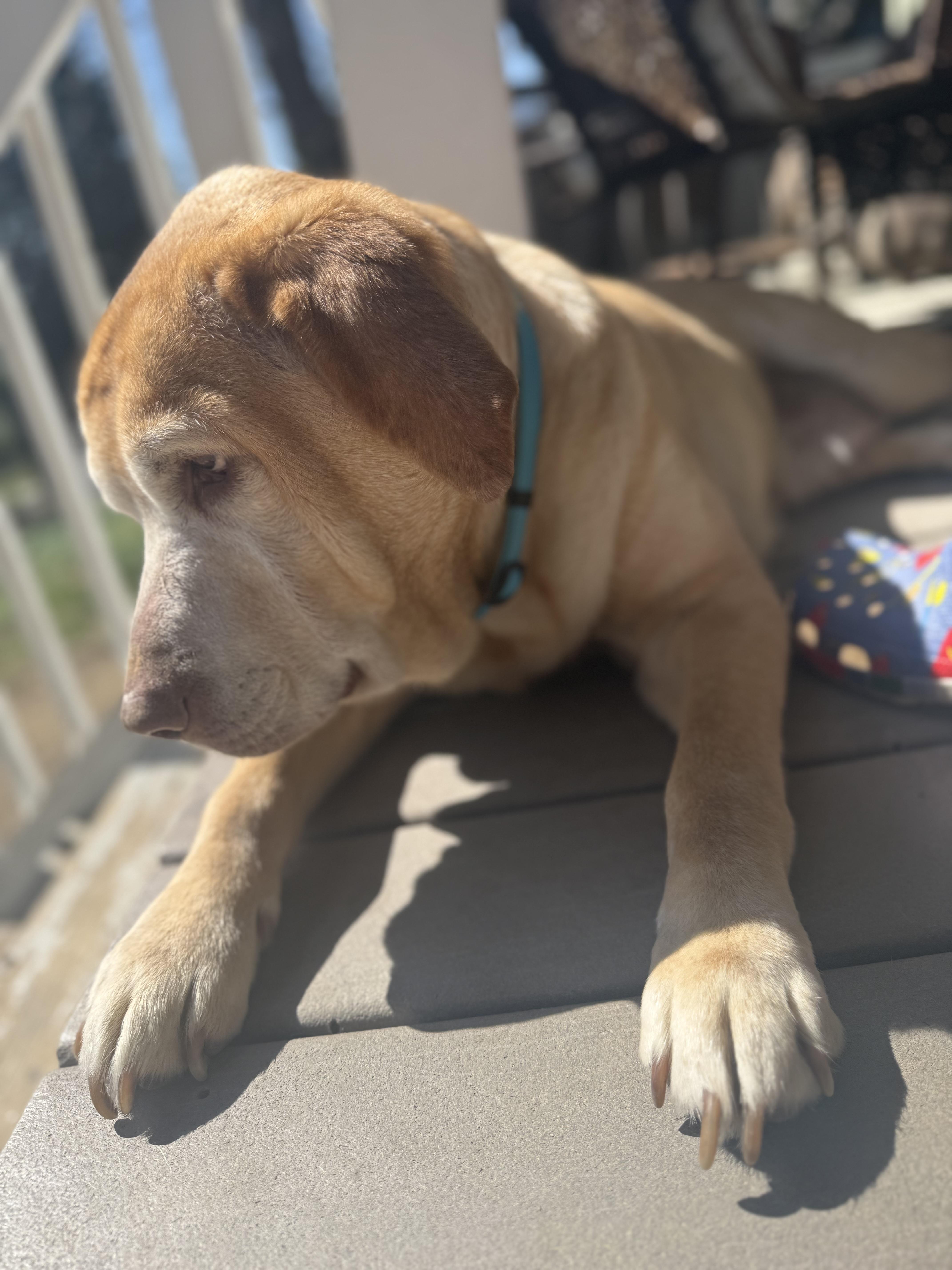 Enlarge Lucky, a ADOPTABLE Yellow Labrador Retriever in Halethorpe, MD image 5/5