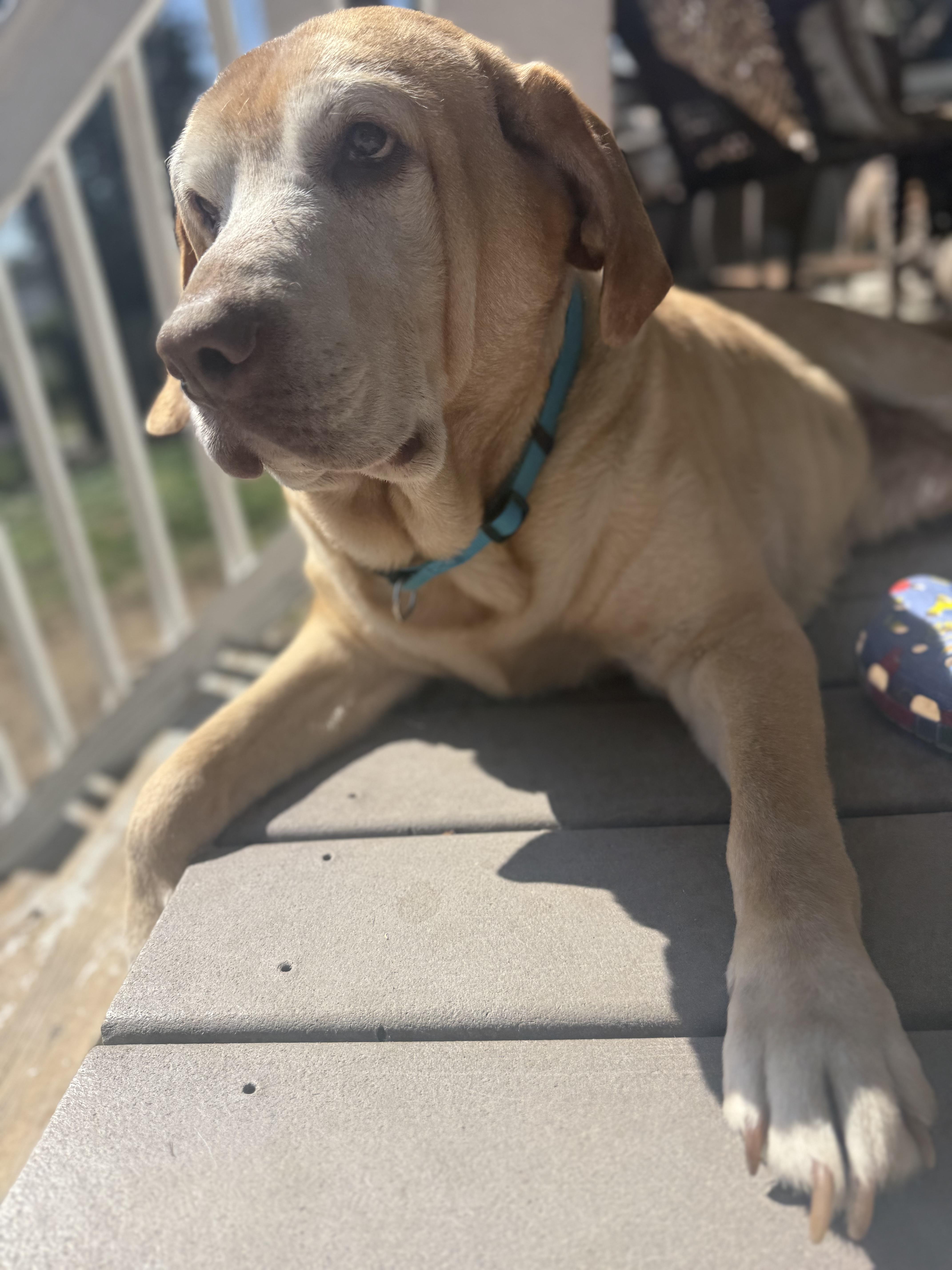 Enlarge Lucky, a ADOPTABLE Yellow Labrador Retriever in Halethorpe, MD image 2/5