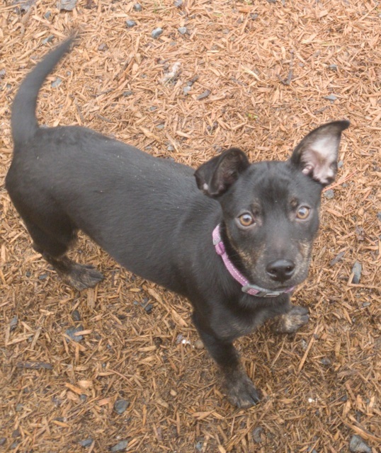McKnight - WV Pups 2
