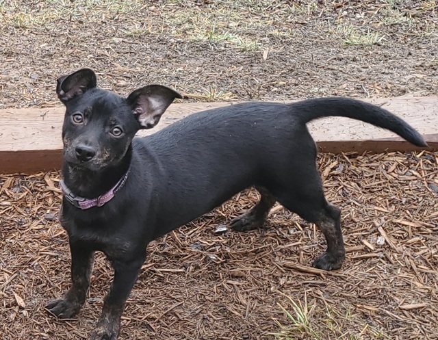 McKnight - WV Pups 3