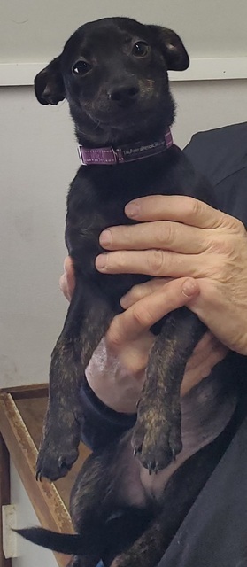 McKnight - WV Pups 5