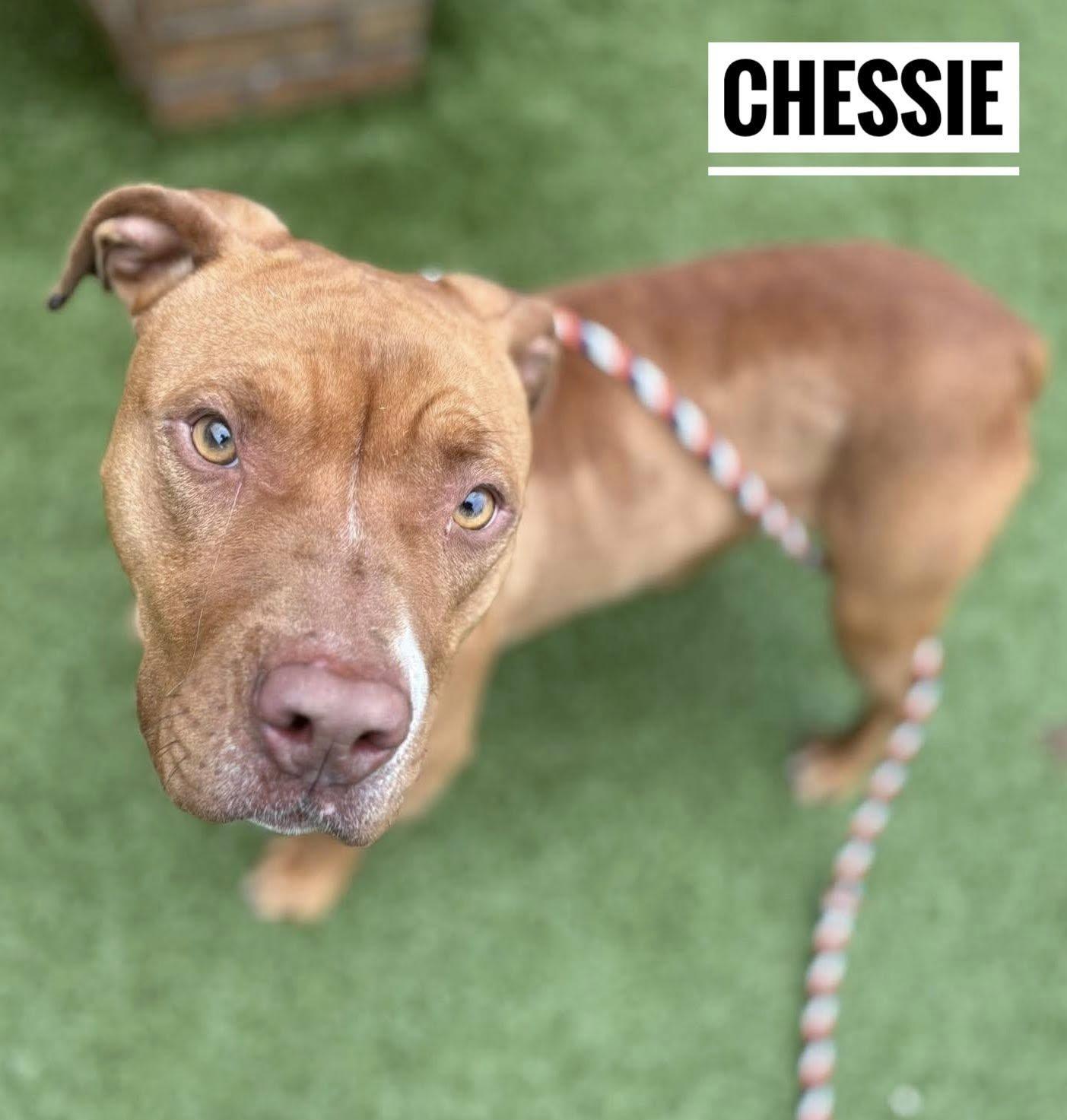 Enlarge Chessie, a ADOPTABLE Mixed Breed in Flint, MI image 2/2