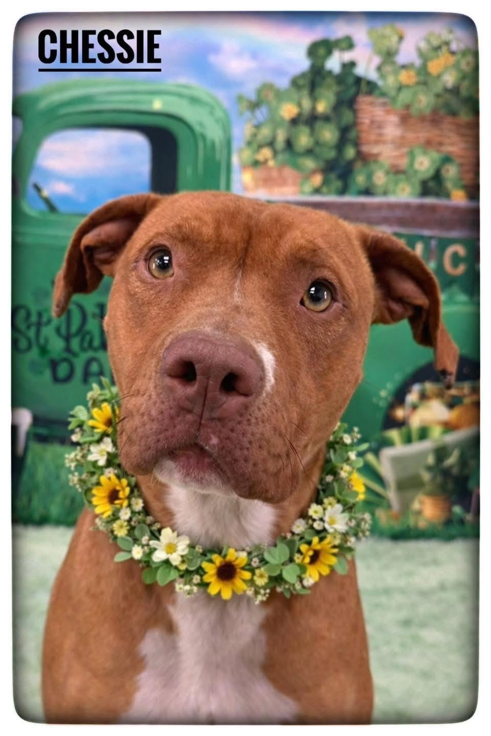 Enlarge Chessie, a ADOPTABLE Mixed Breed in Flint, MI image 1/2