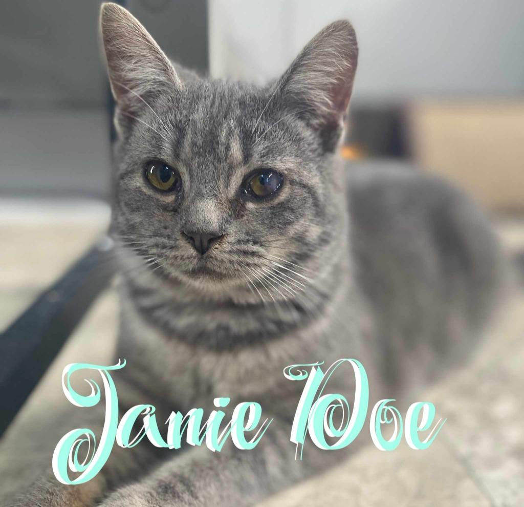 Flossy, Adoptable, Adult Female Domestic Short Hair.