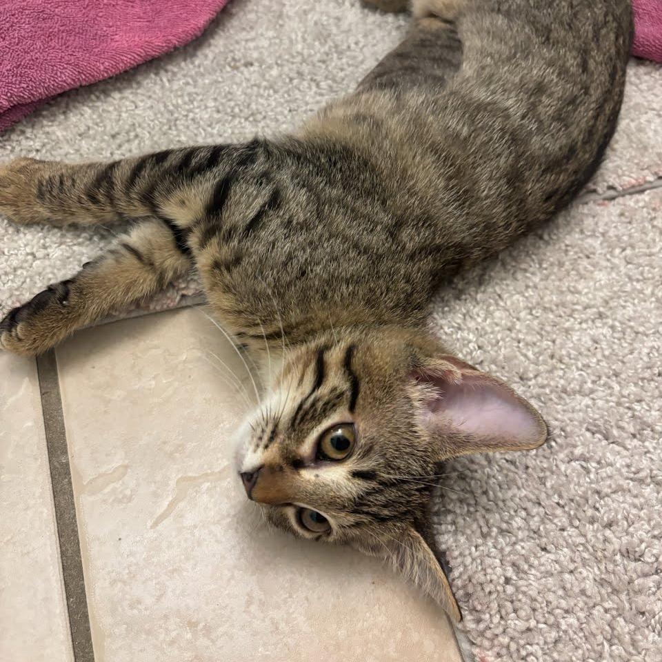 Tia, Adoptable, Kitten Female Domestic Short Hair.