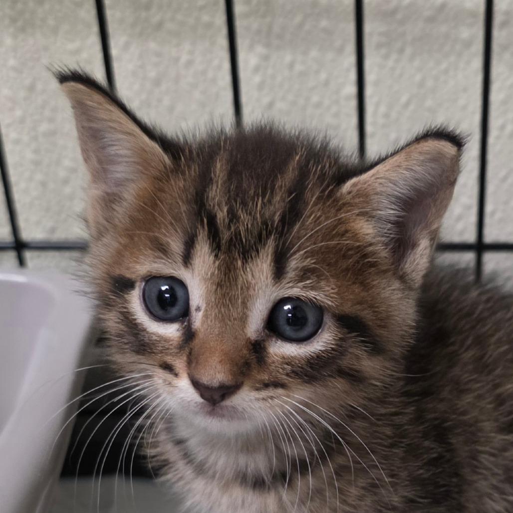 Enlarge Tia, a Adoptable Domestic Short Hair in Williston, FL image 2/4