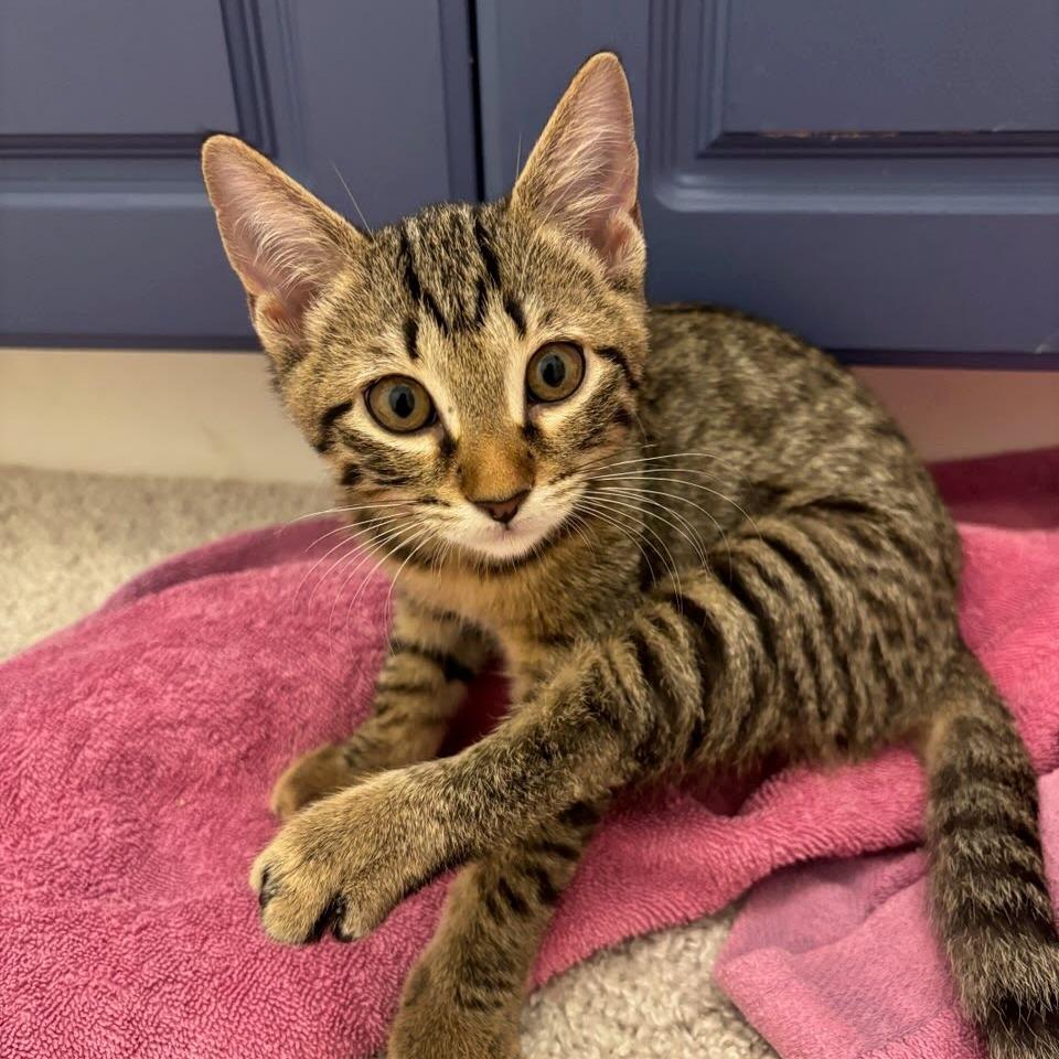 Enlarge Tia, a Adoptable Domestic Short Hair in Williston, FL image 3/4