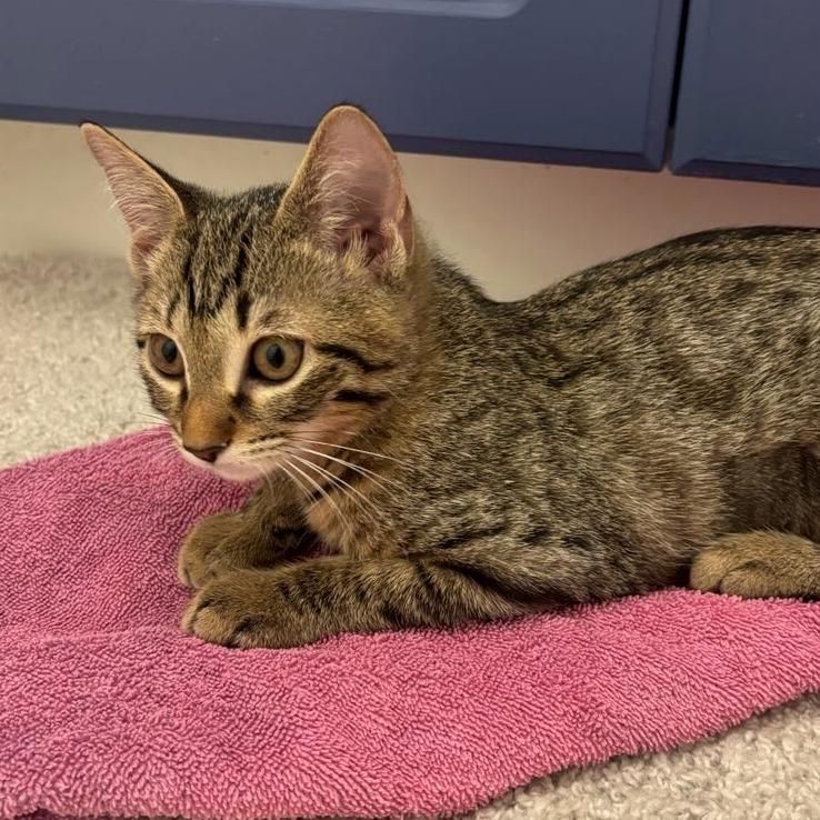Enlarge Tia, a Adoptable Domestic Short Hair in Williston, FL image 4/4