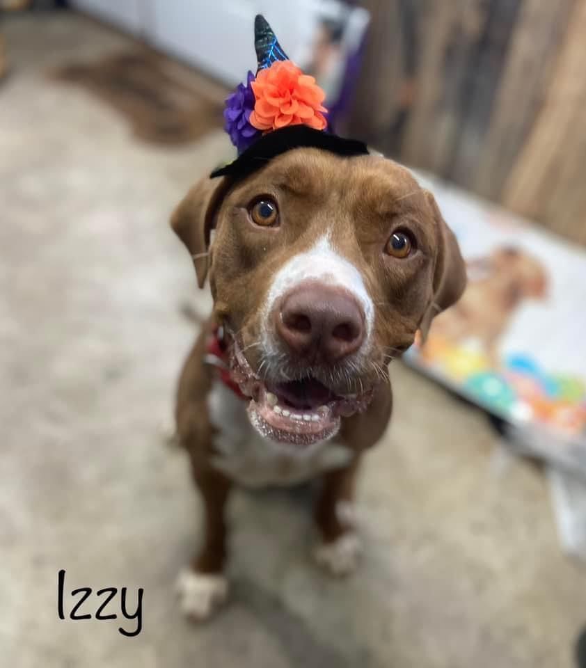 Enlarge Izzy, a Adoptable mixed breed in Huntington, WV image 1/1