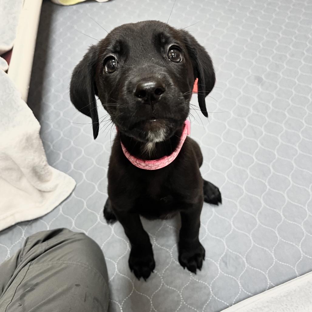 Enlarge Charmy 54626, a Adoptable mixed breed in Las Vegas, NV image 1/3
