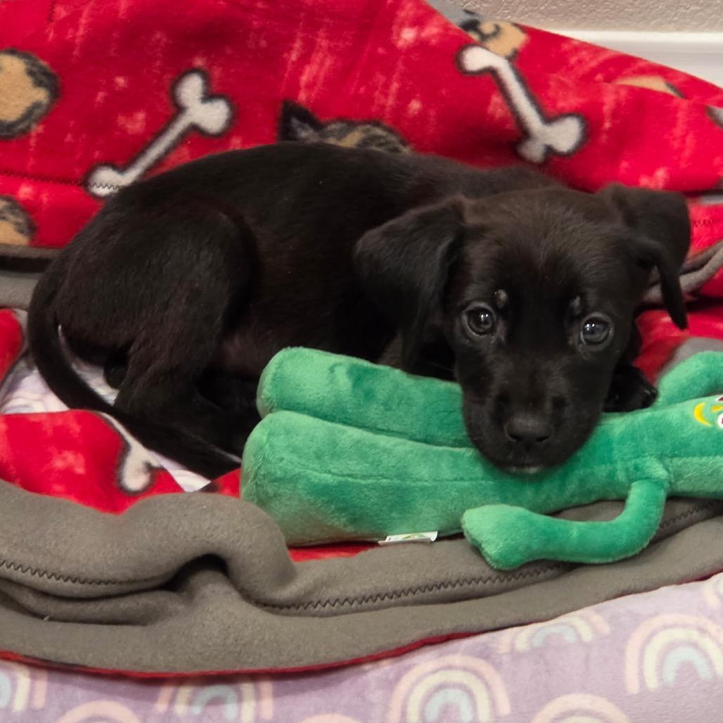 Enlarge Charmy 54626, a Adoptable mixed breed in Las Vegas, NV image 2/3