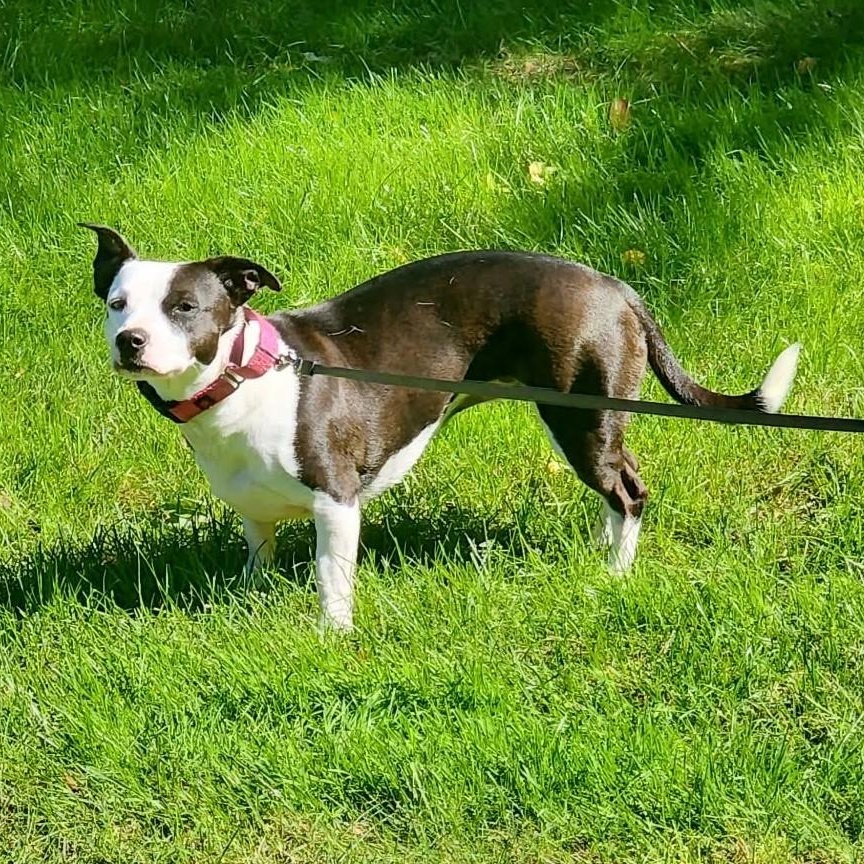 Enlarge Penny, a Adoptable mixed breed in Grafton, OH image 4/6
