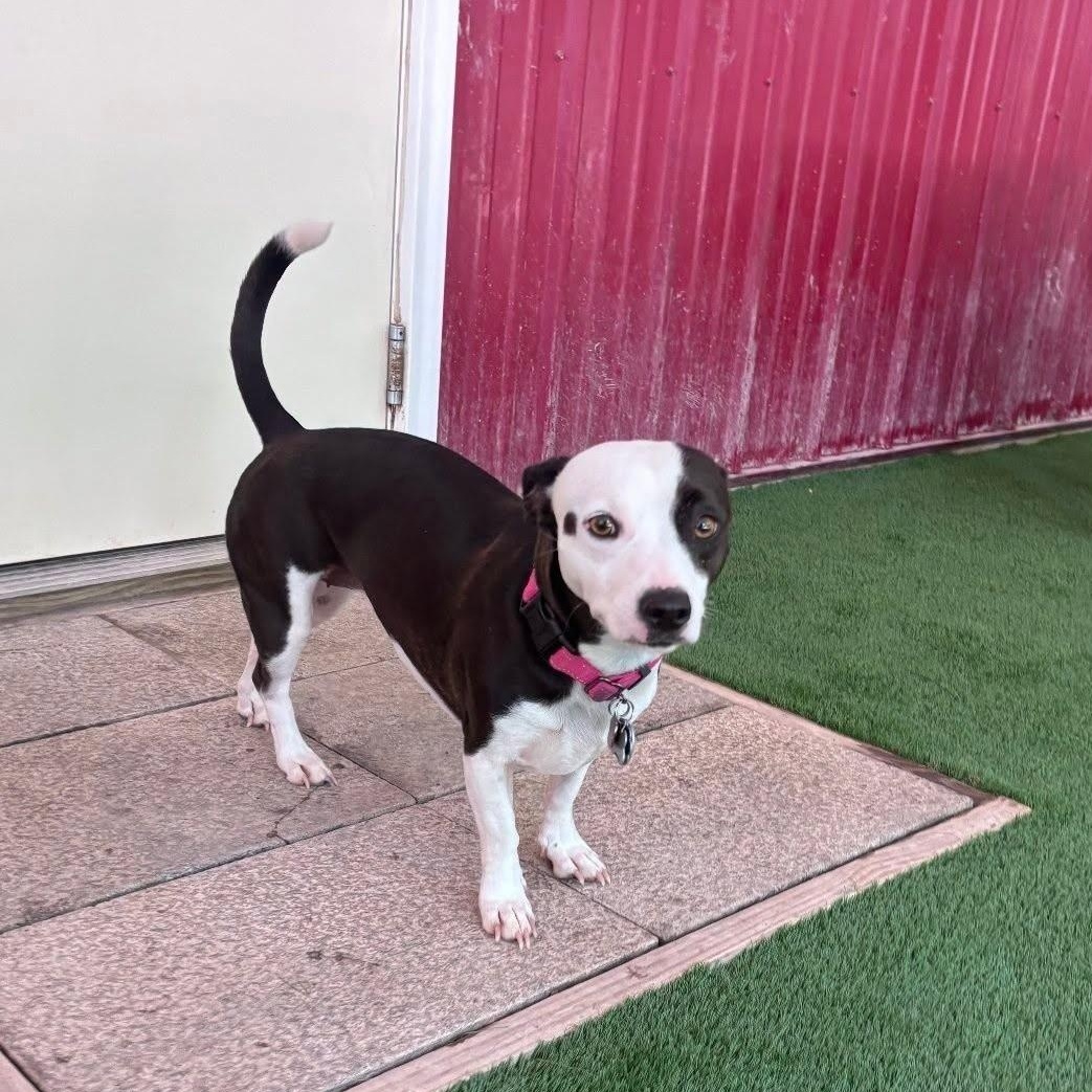 Enlarge Penny, a Adoptable mixed breed in Grafton, OH image 5/6