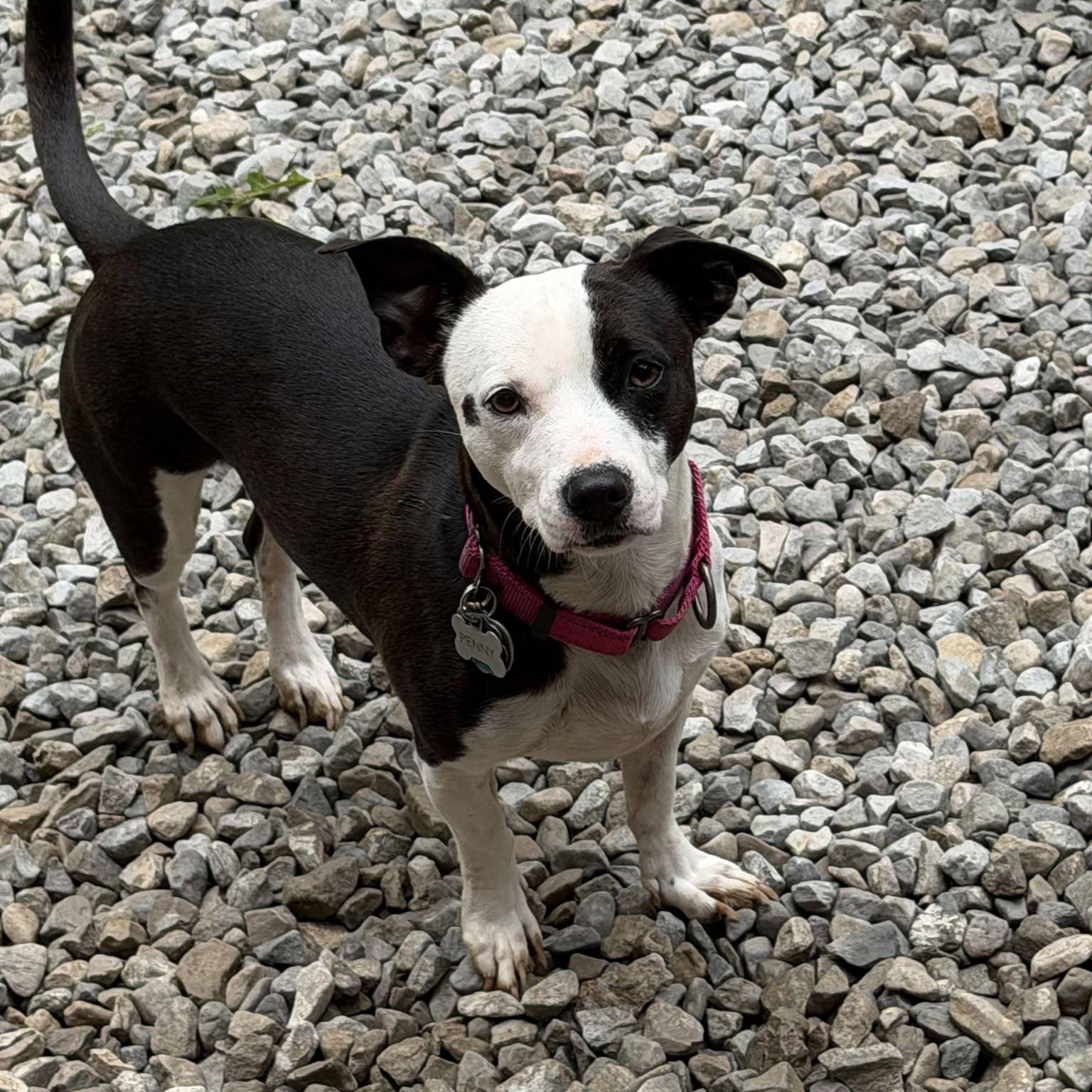 Penny, Adoptable, Young Female Jack Russell Terrier.