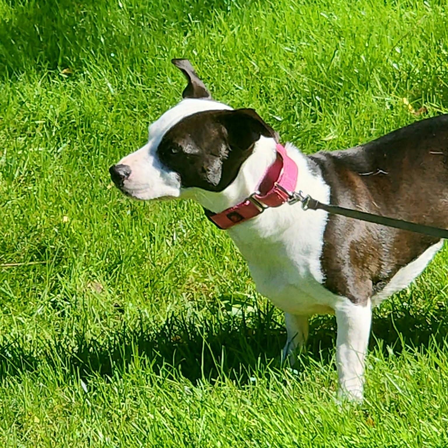 Enlarge Penny, a Adoptable mixed breed in Grafton, OH image 3/6