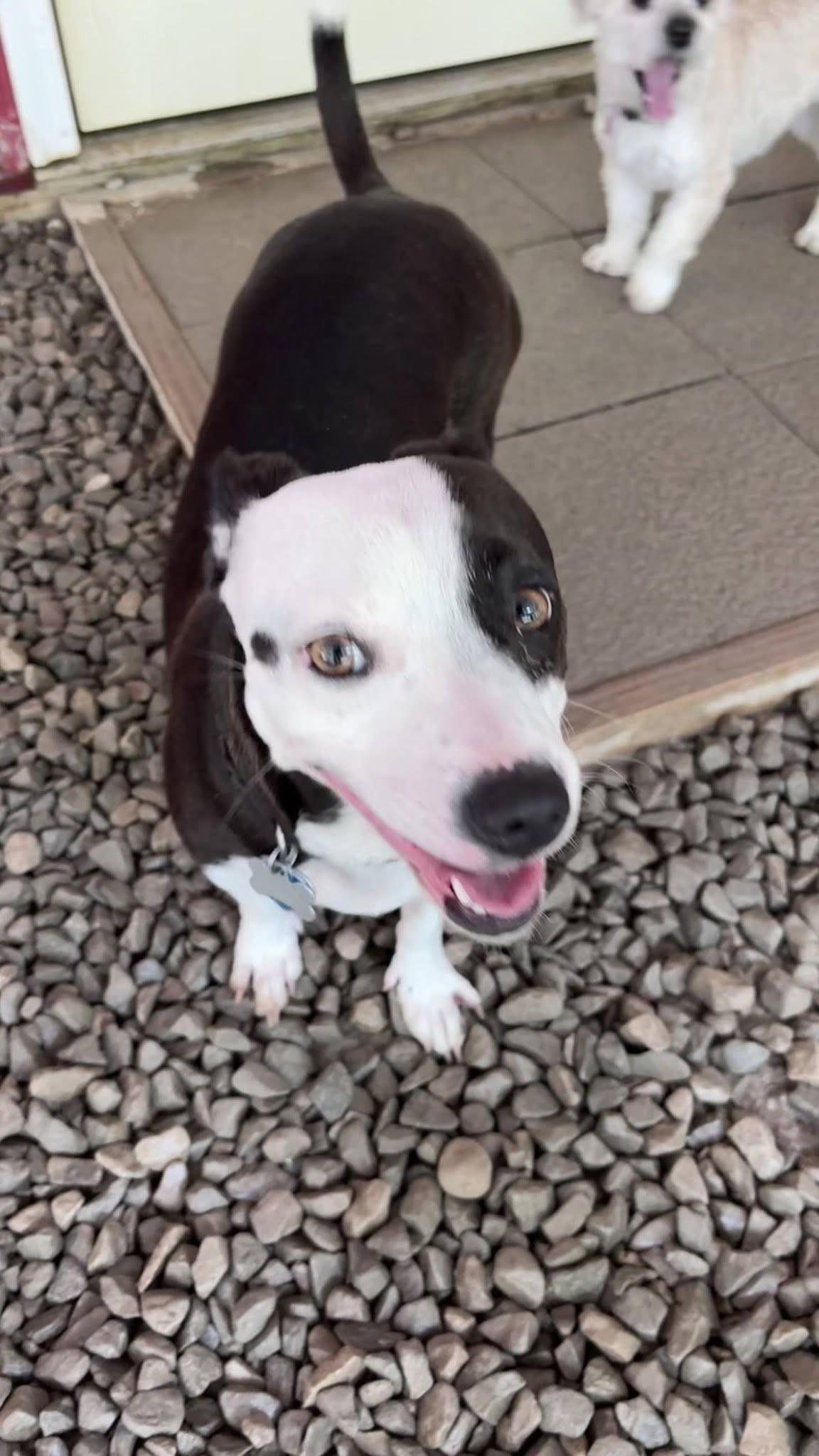 Enlarge Penny, a Adoptable mixed breed in Grafton, OH image 2/6