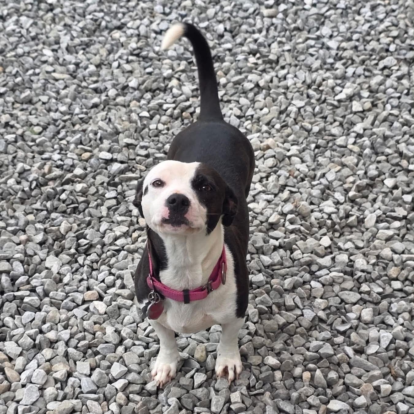 Enlarge Penny, a Adoptable mixed breed in Grafton, OH image 6/6