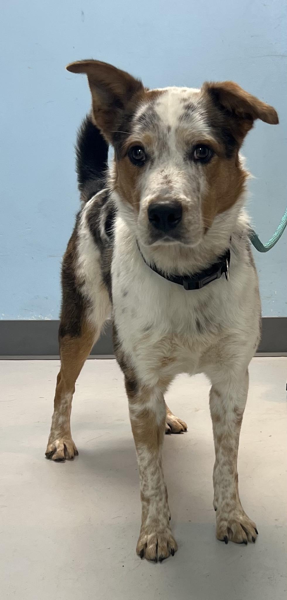Stetson, Adoptable, Adult Male Australian Cattle Dog / Blue Heeler.