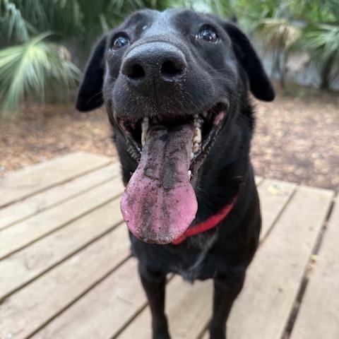 Enlarge Shadow, a Adoptable Mixed Breed in Charleston, SC image 2/2