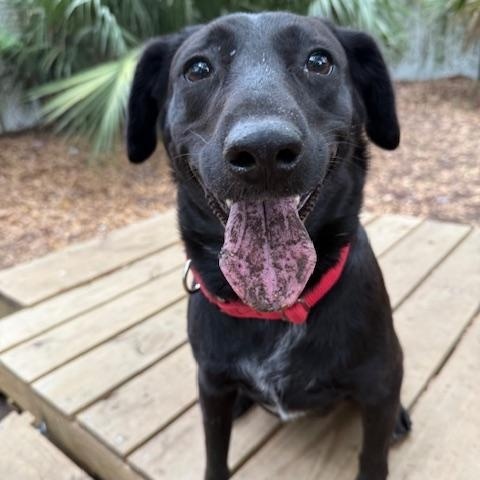 Shadow, Adoptable, Adult Female Mixed Breed.
