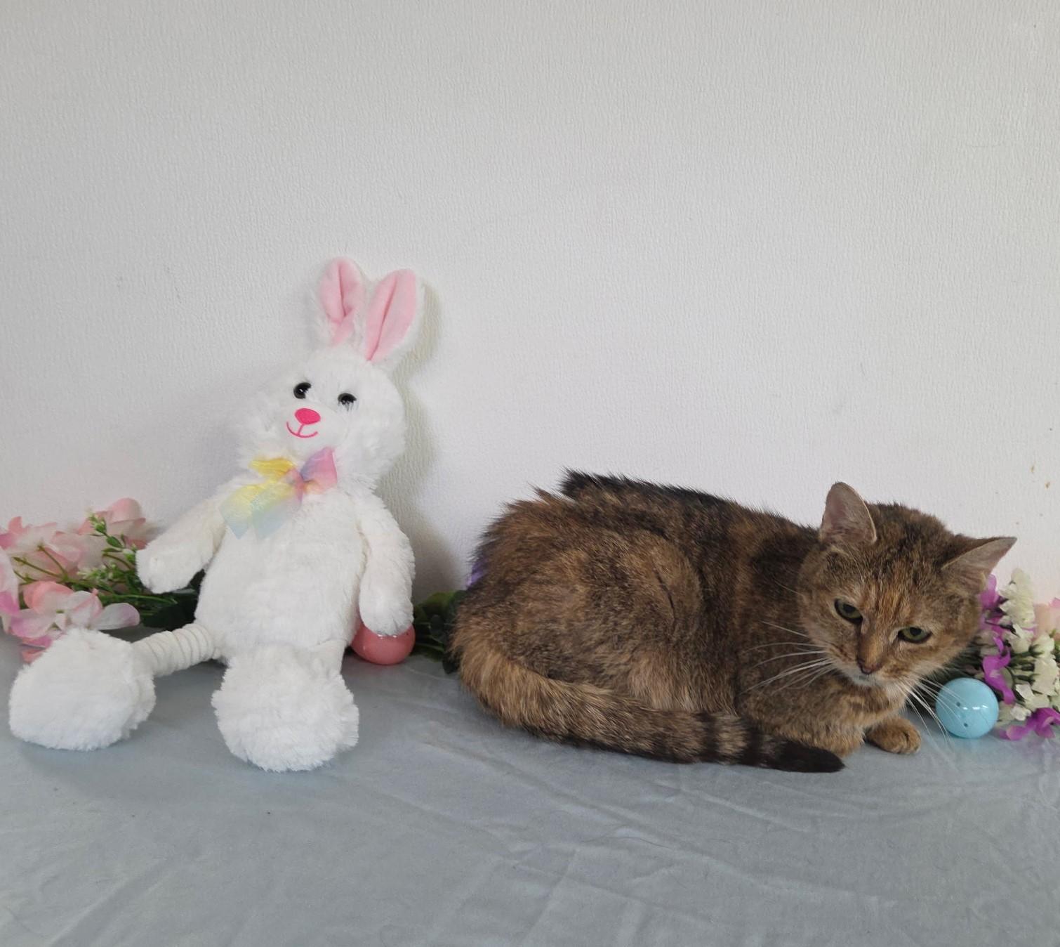 Bumblebee, adoptable, Senior Female Domestic Short Hair.