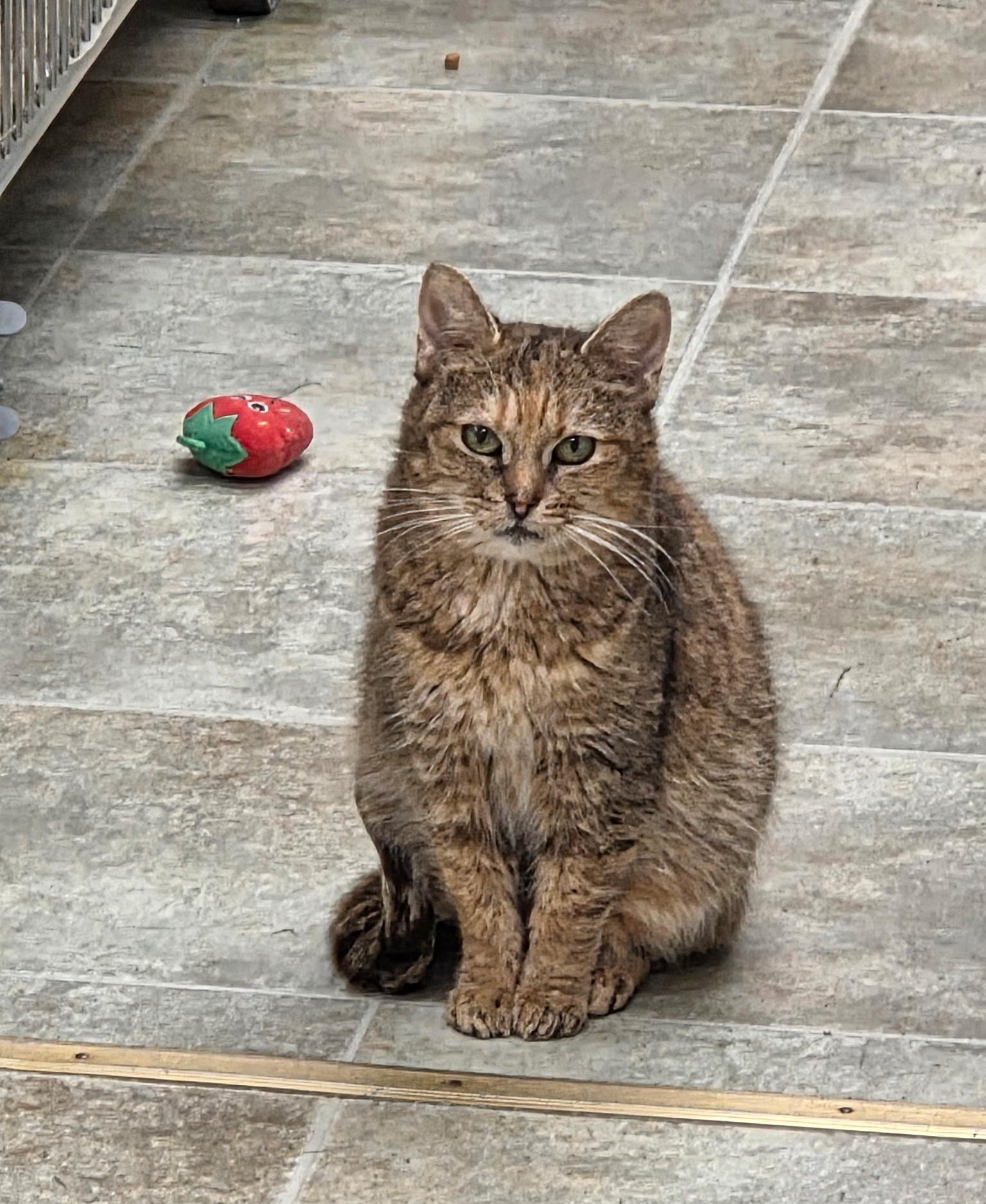 Enlarge Bumblebee, an adoptable mixed breed in Carsonville, MI image 4/4