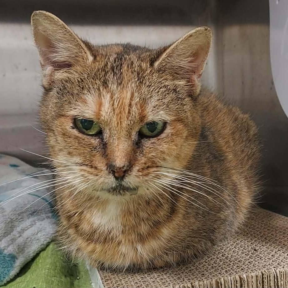 Enlarge Bumblebee, an adoptable mixed breed in Carsonville, MI image 3/4