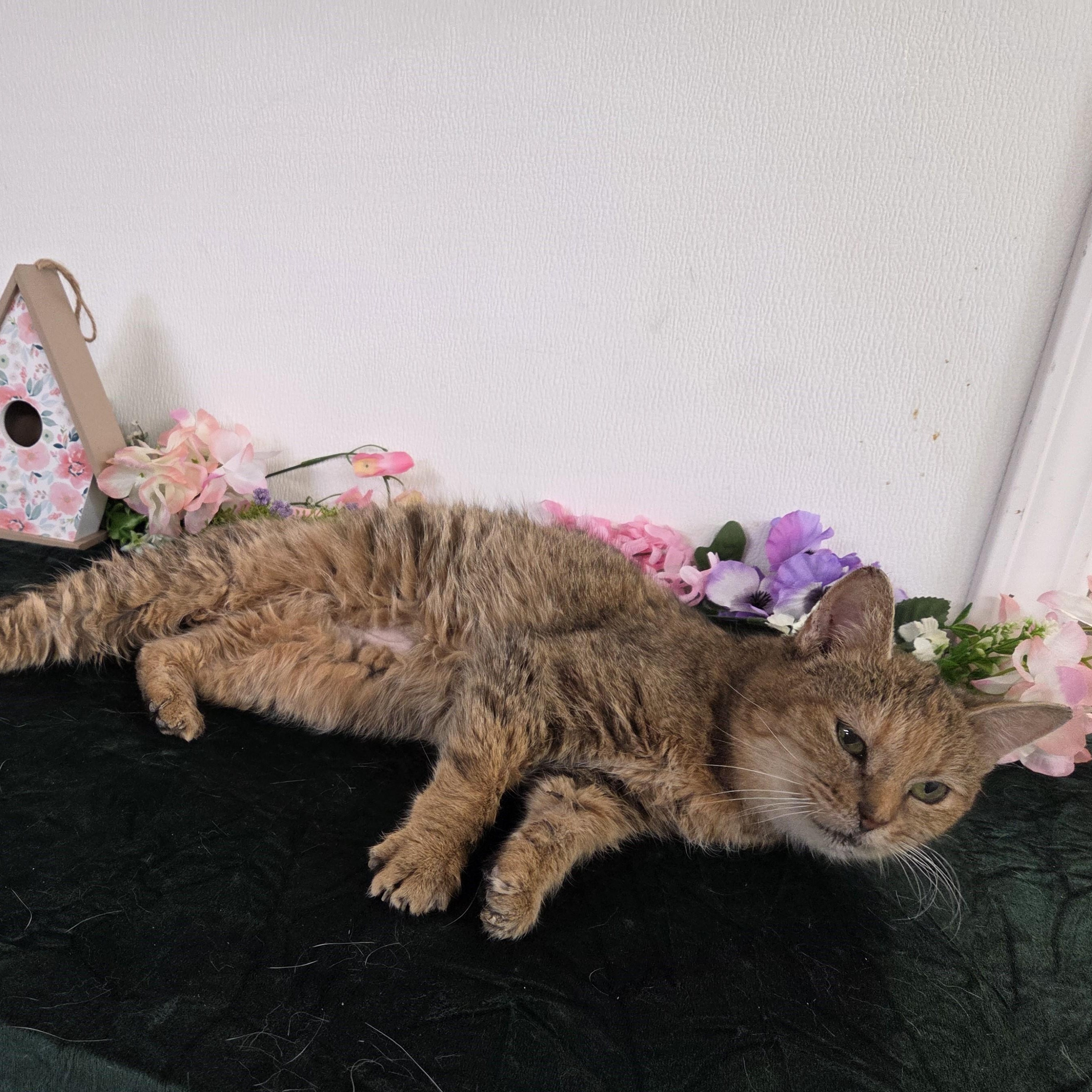 Enlarge Bumblebee, an adoptable mixed breed in Carsonville, MI image 2/4