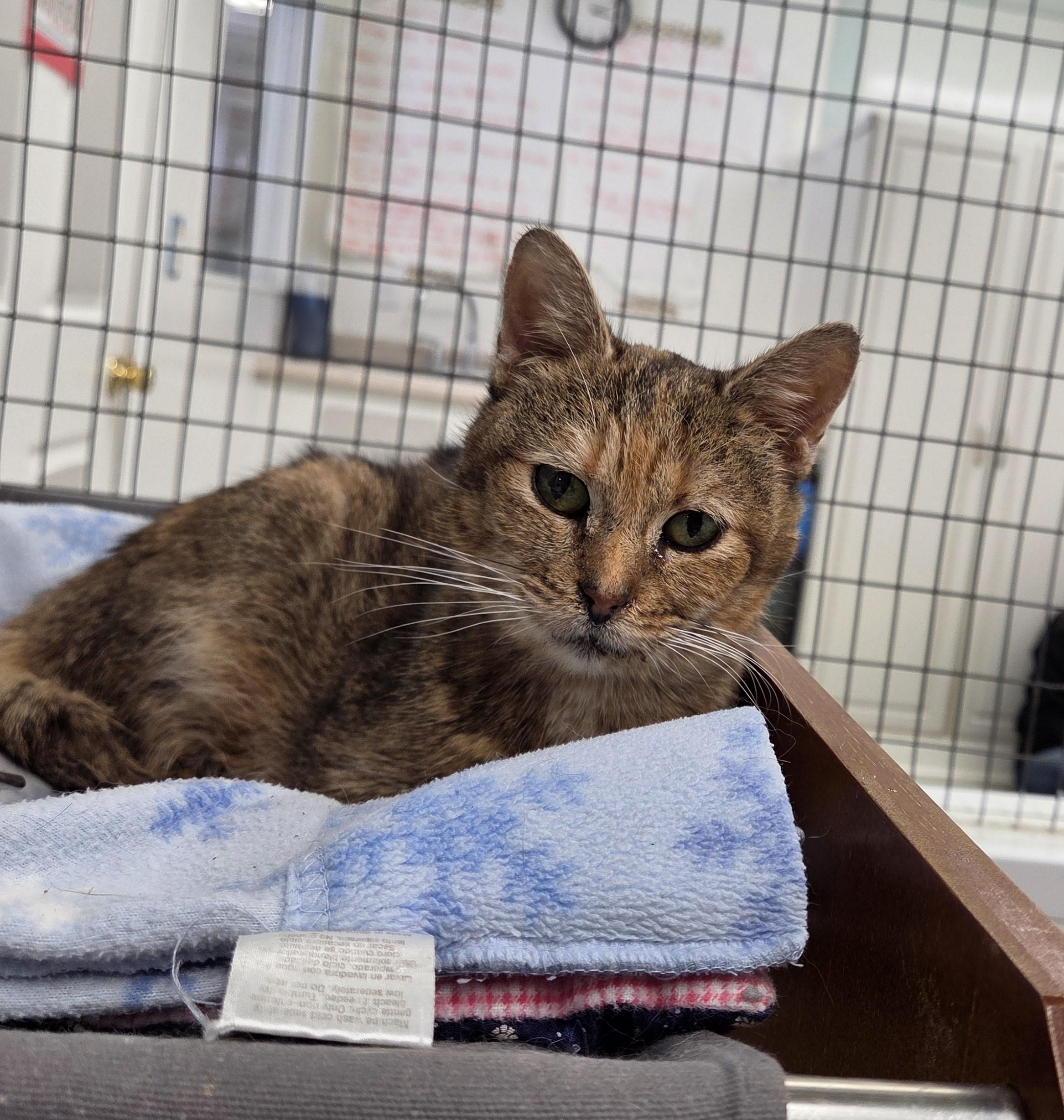 Bumblebee, adopted, Senior Female Domestic Short Hair.