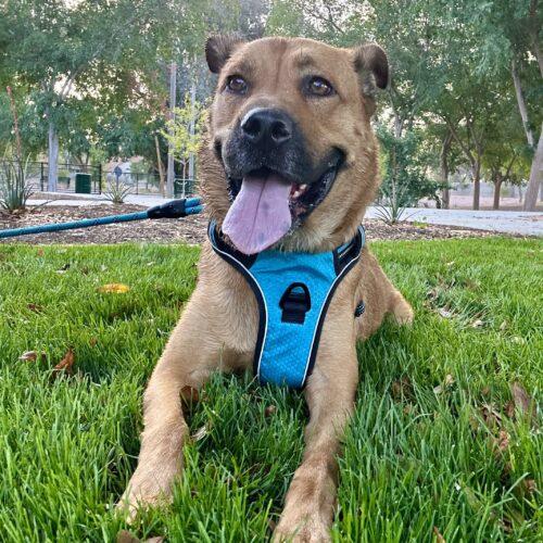 Timon, Adoptable, Young Male German Shepherd Dog & Mixed Breed.