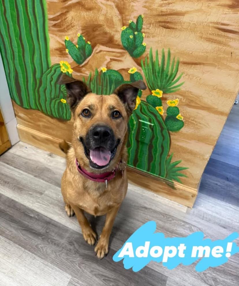 Timon, a Adoptable mixed breed in Glendale, AZ image 2/6