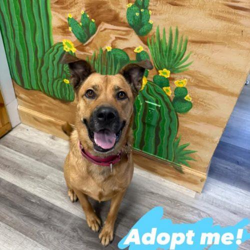 Enlarge Timon, a Adoptable mixed breed in Glendale, AZ image 2/6