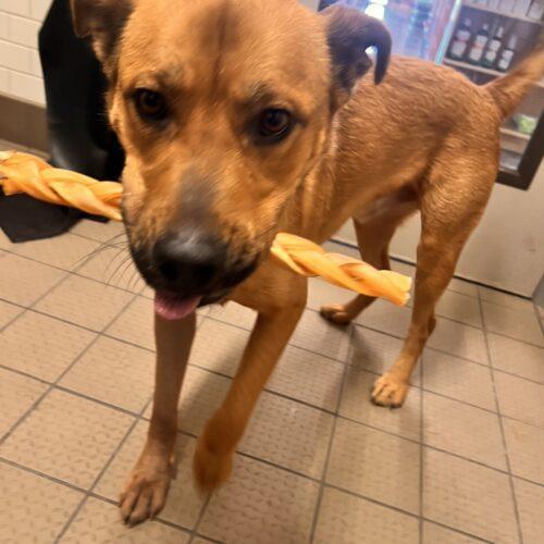 Enlarge Timon, a Adoptable mixed breed in Glendale, AZ image 2/5