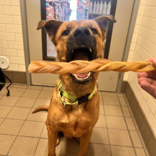 Enlarge Timon, a Adoptable mixed breed in Glendale, AZ image 3/5