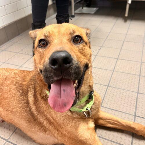 Enlarge Timon, a Adoptable mixed breed in Glendale, AZ image 4/5