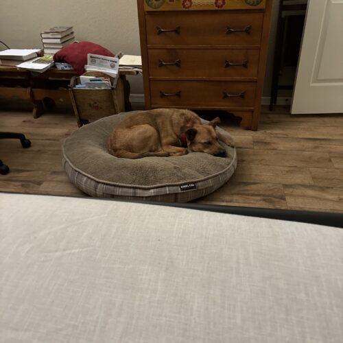 Enlarge Timon, a Adoptable mixed breed in Glendale, AZ image 5/5