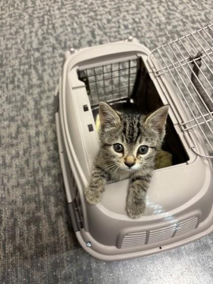 Poppy, Adoptable, Adult Female Domestic Short Hair & Domestic Short Hair.