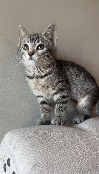 Enlarge Poppy, a Adoptable mixed breed in Lawrenceville, GA image 1/3
