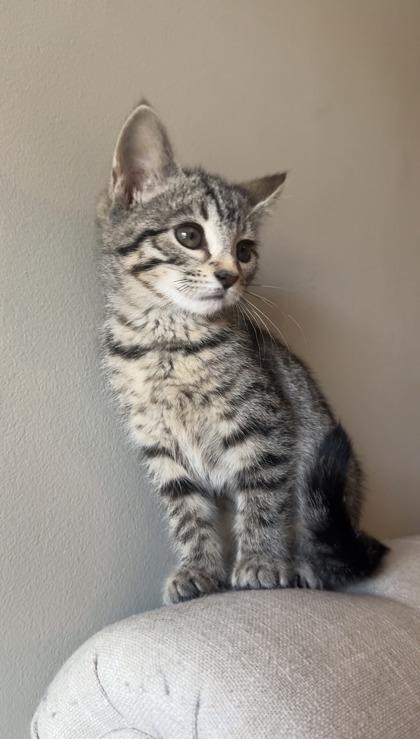 Enlarge Poppy, a Adoptable mixed breed in Lawrenceville, GA image 2/3