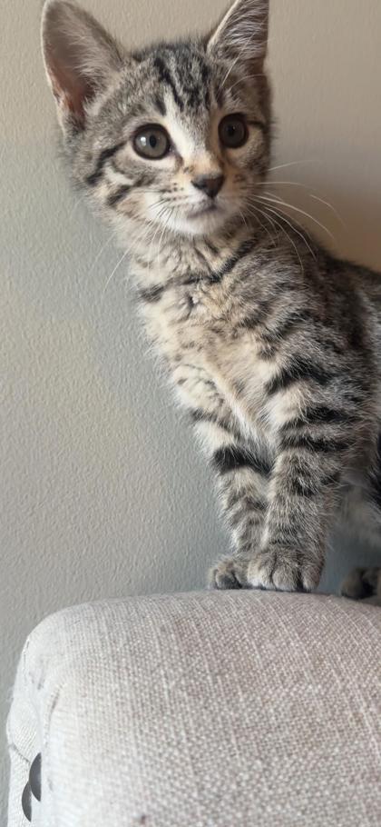 Enlarge Poppy, a Adoptable mixed breed in Lawrenceville, GA image 3/3