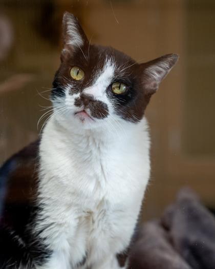 Isla, Adoptable, Adult Female Domestic Short Hair & Domestic Short Hair.