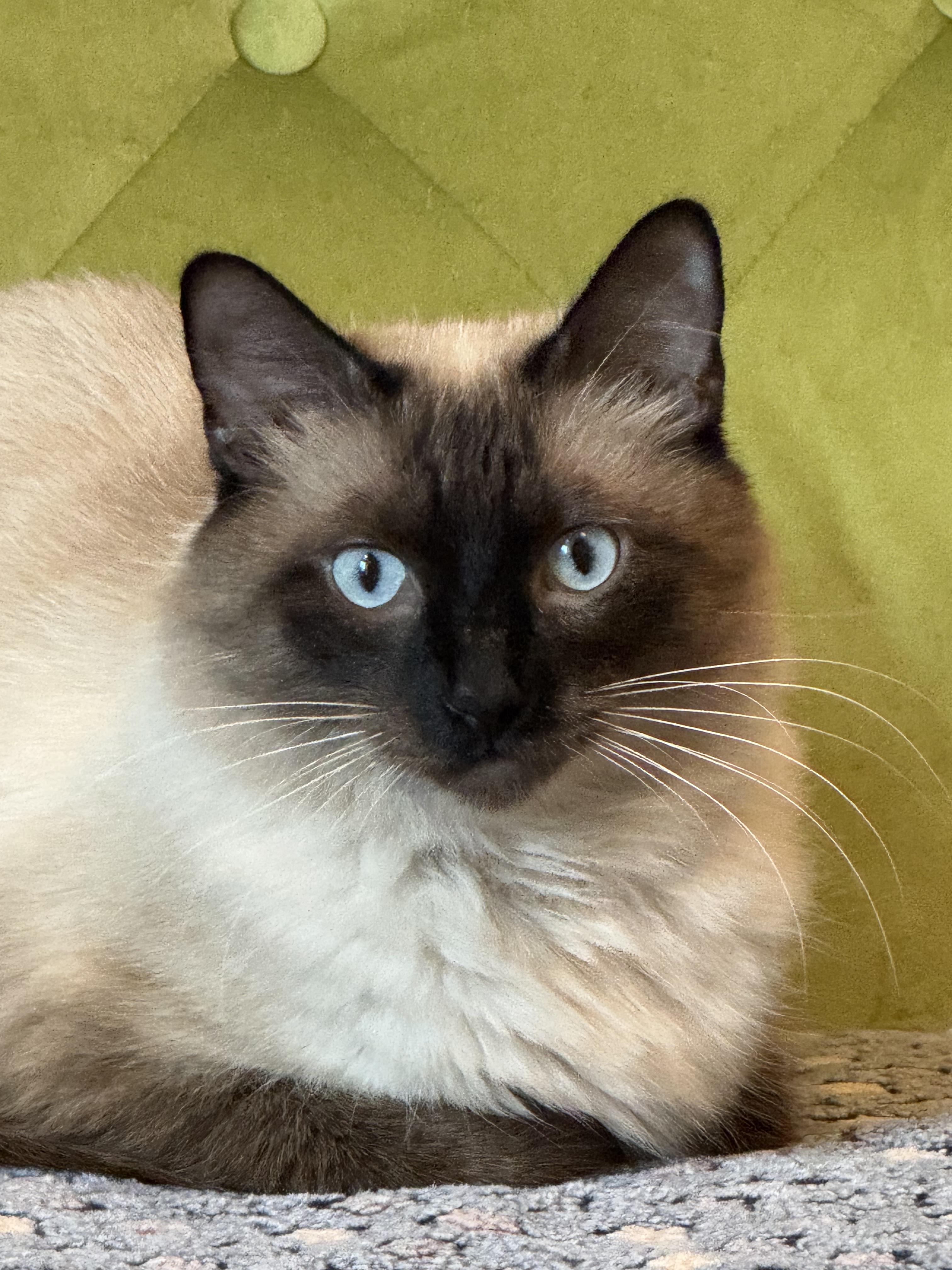 Enlarge Aquarius , an adopted mixed breed in Houston, TX image 2/6