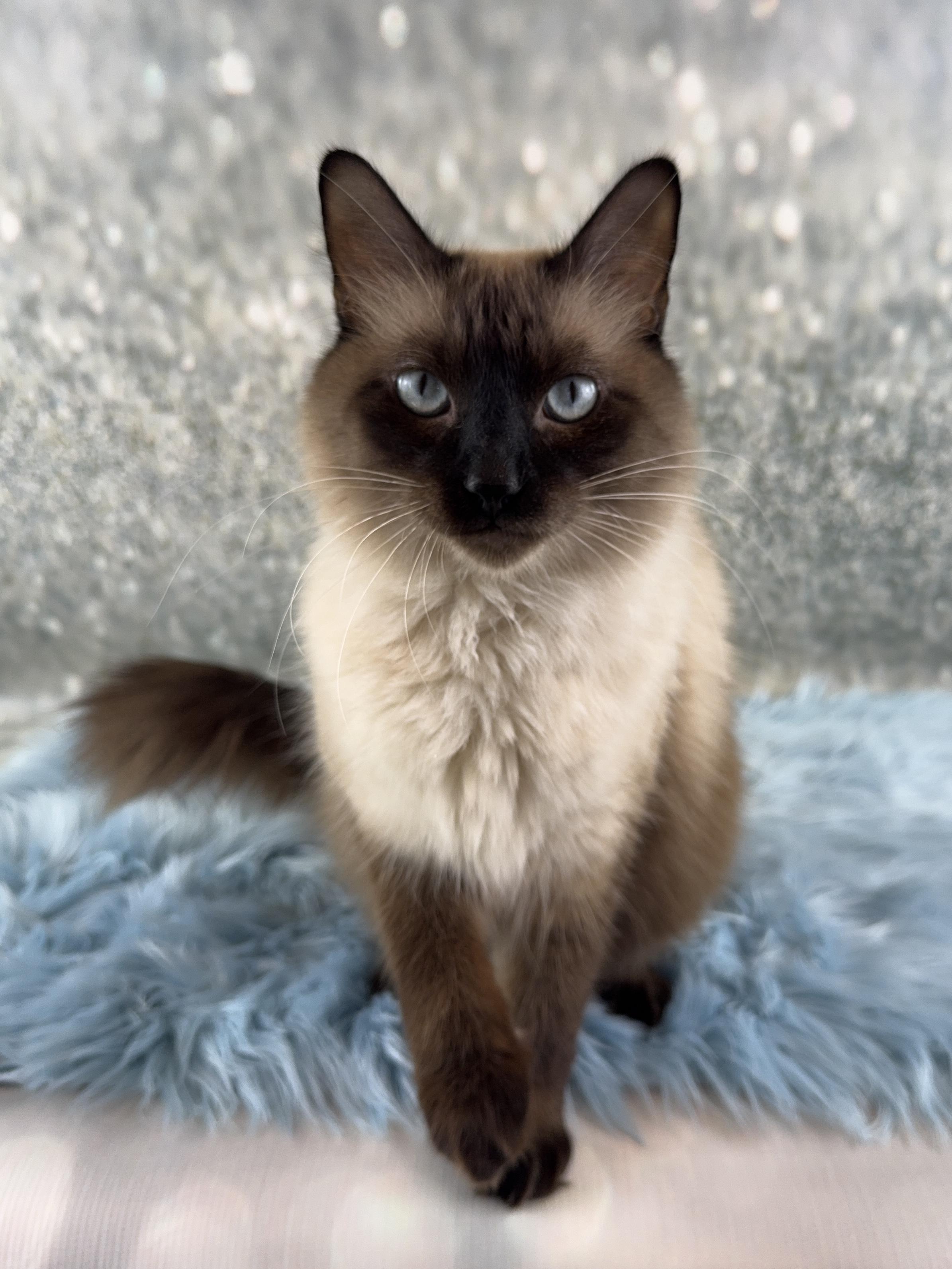 Enlarge Aquarius , an adopted mixed breed in Houston, TX image 1/6