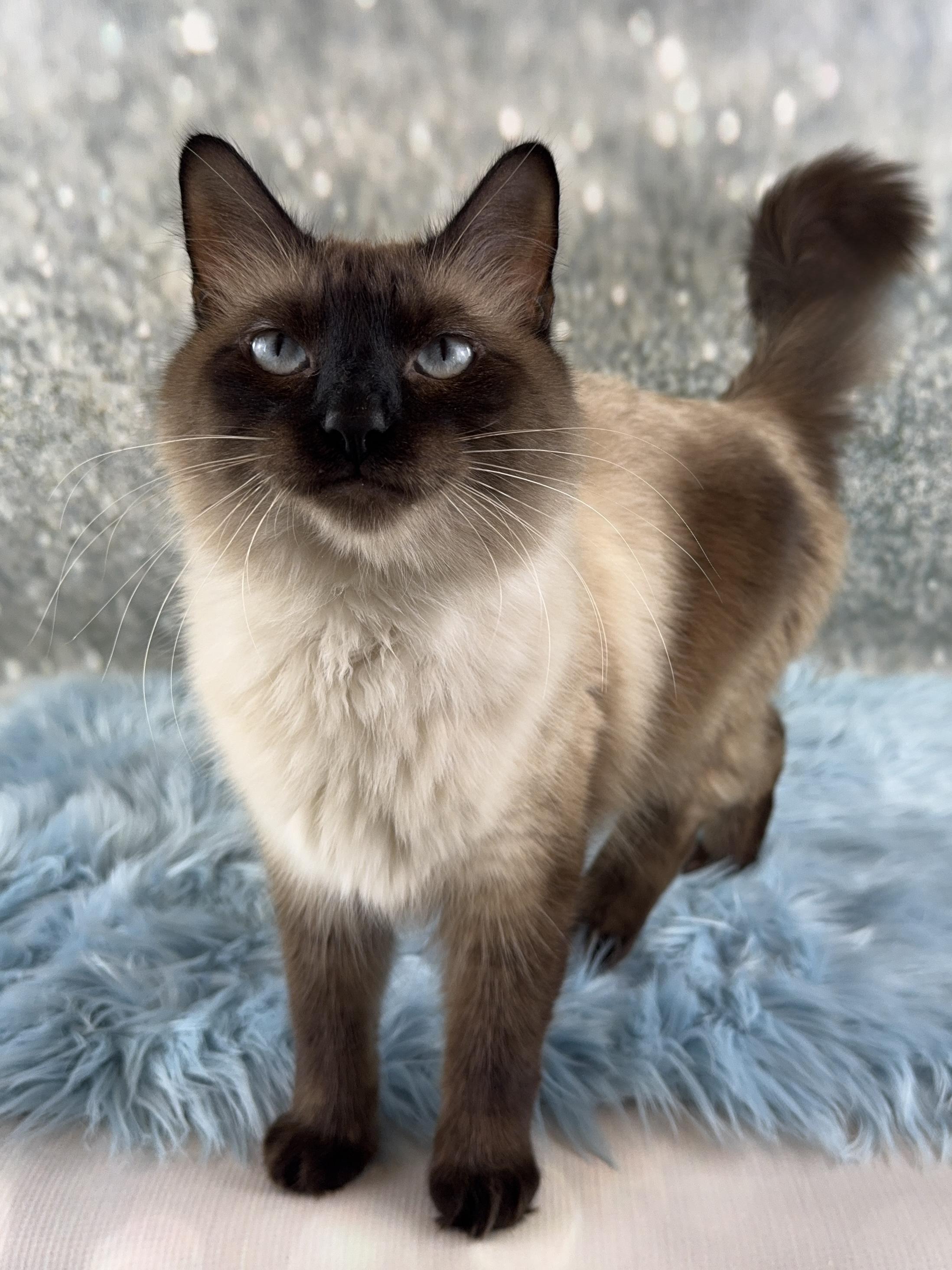 Enlarge Aquarius , an adopted mixed breed in Houston, TX image 4/6