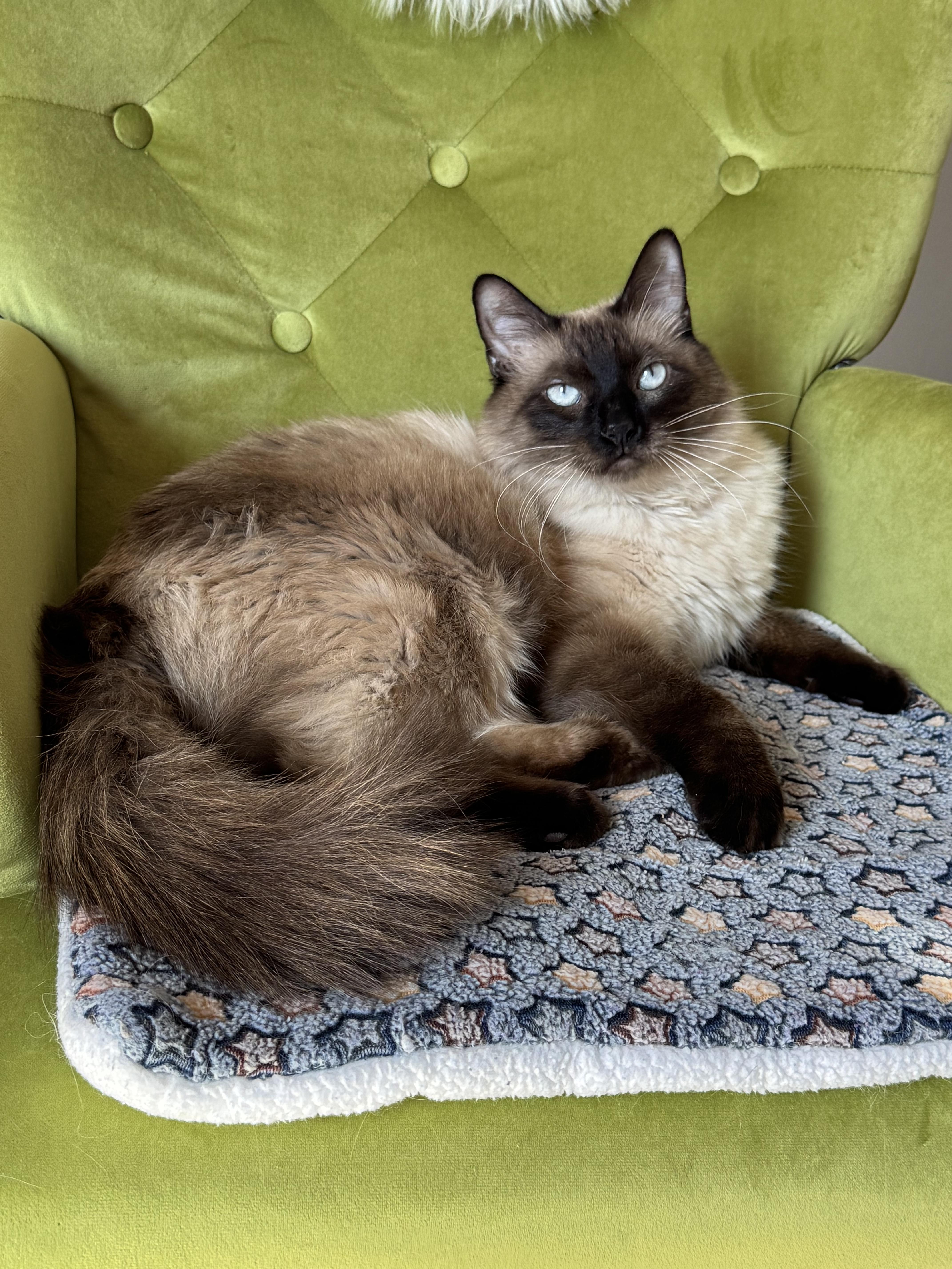 Enlarge Aquarius , an adopted mixed breed in Houston, TX image 6/6