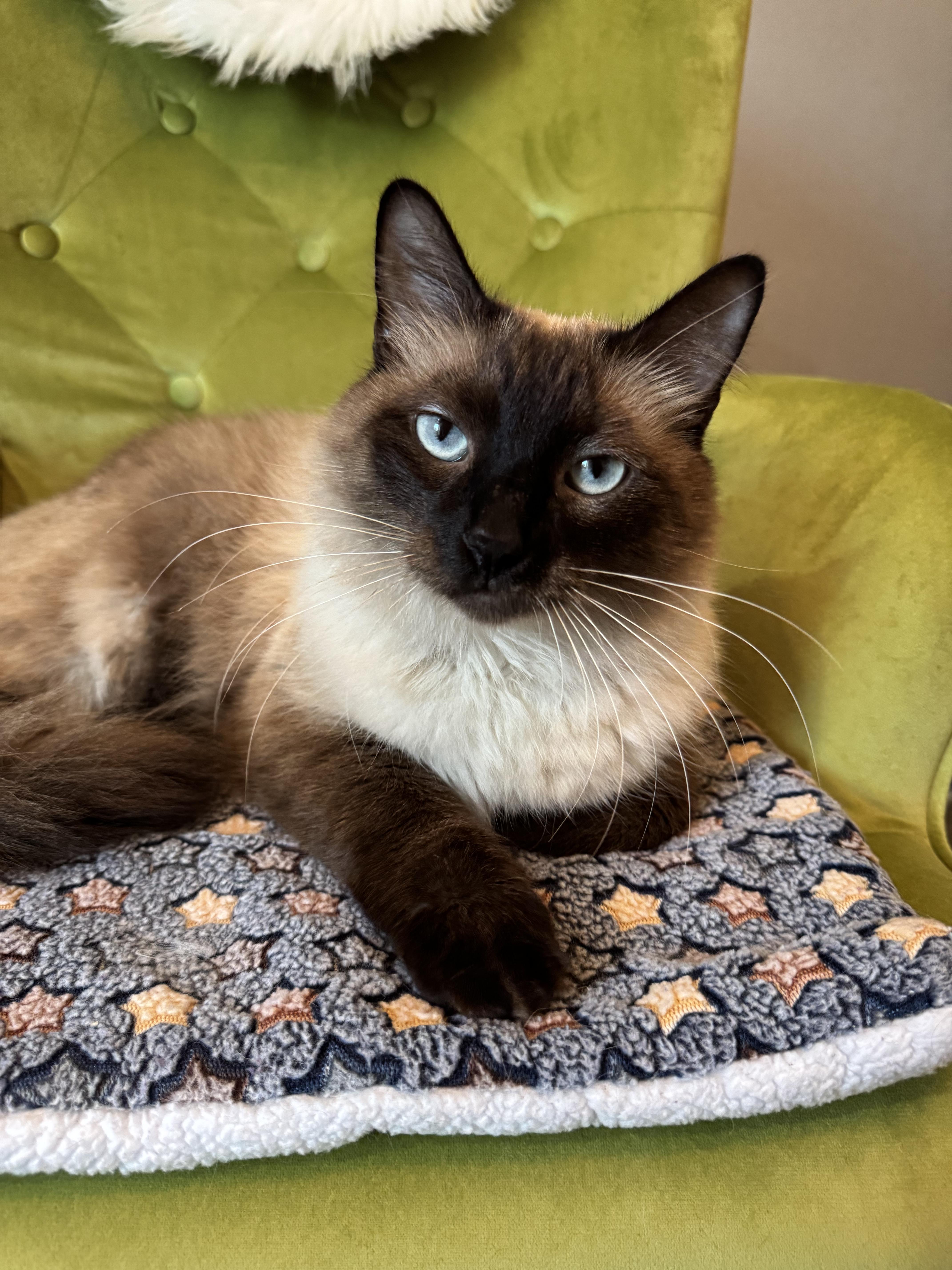 Enlarge Aquarius , an adopted mixed breed in Houston, TX image 5/6