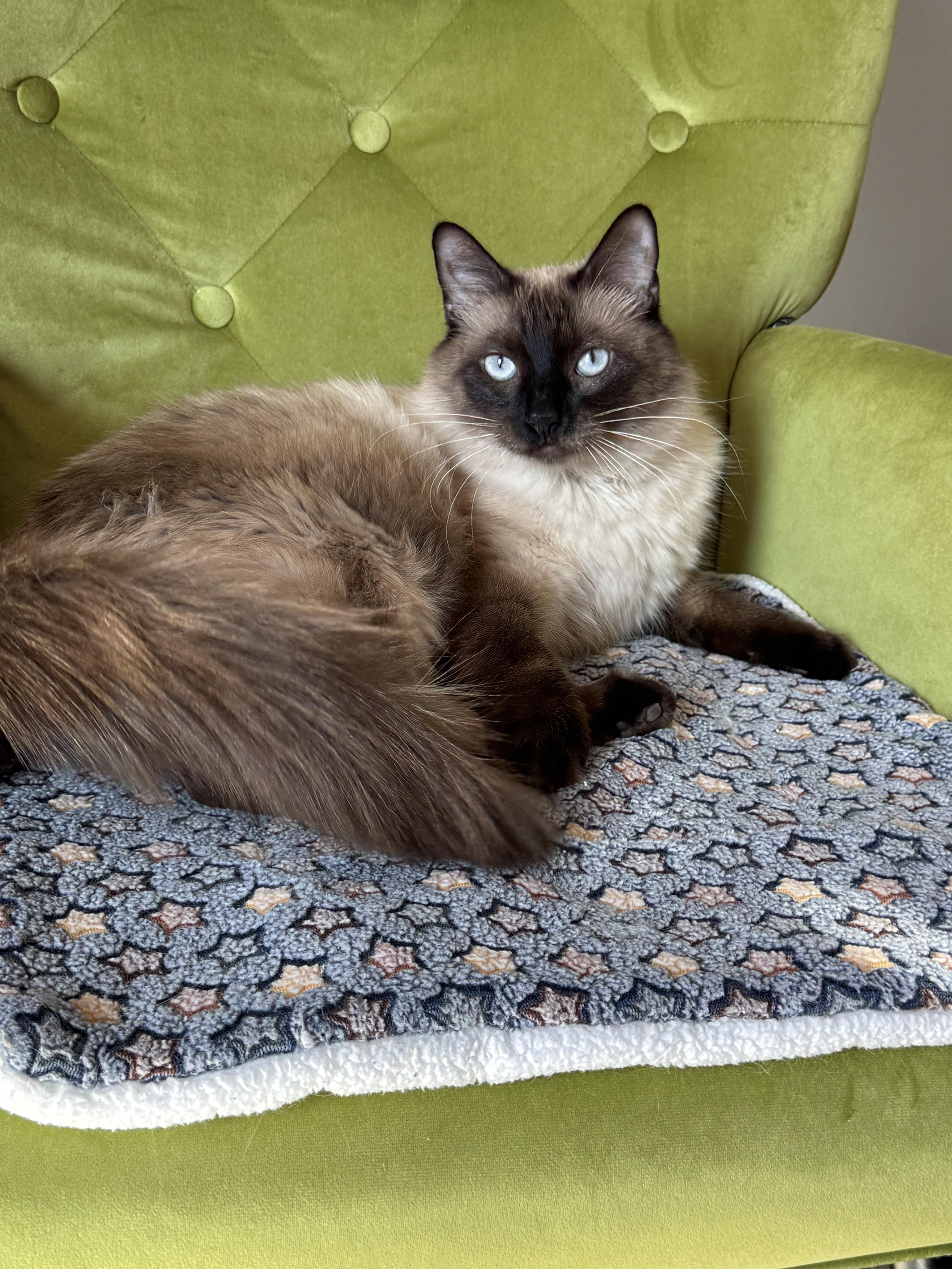 Enlarge Aquarius , an adopted mixed breed in Houston, TX image 3/6