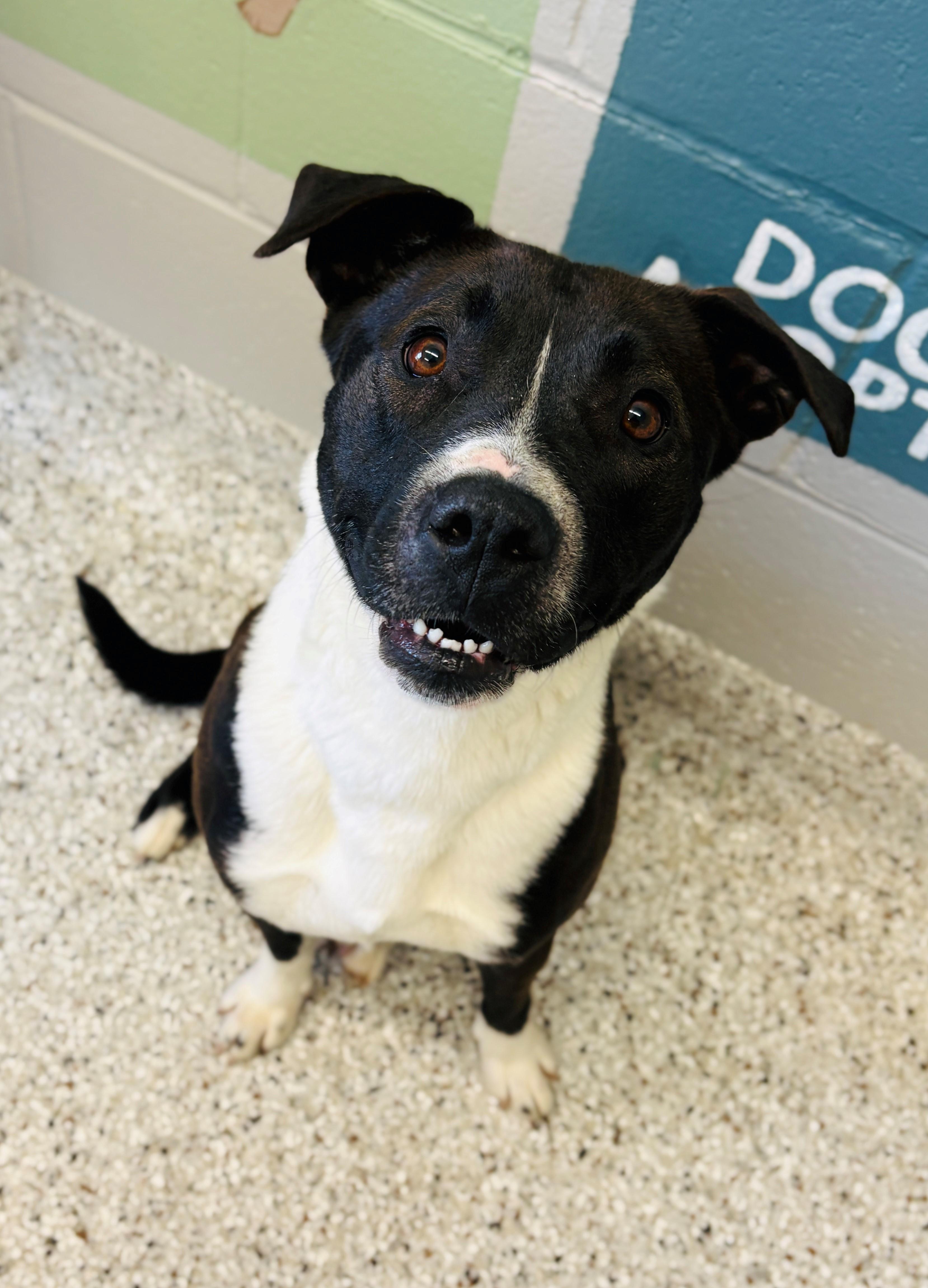 Priscilla (11691), ADOPTABLE, Adult Female Pit Bull Terrier.